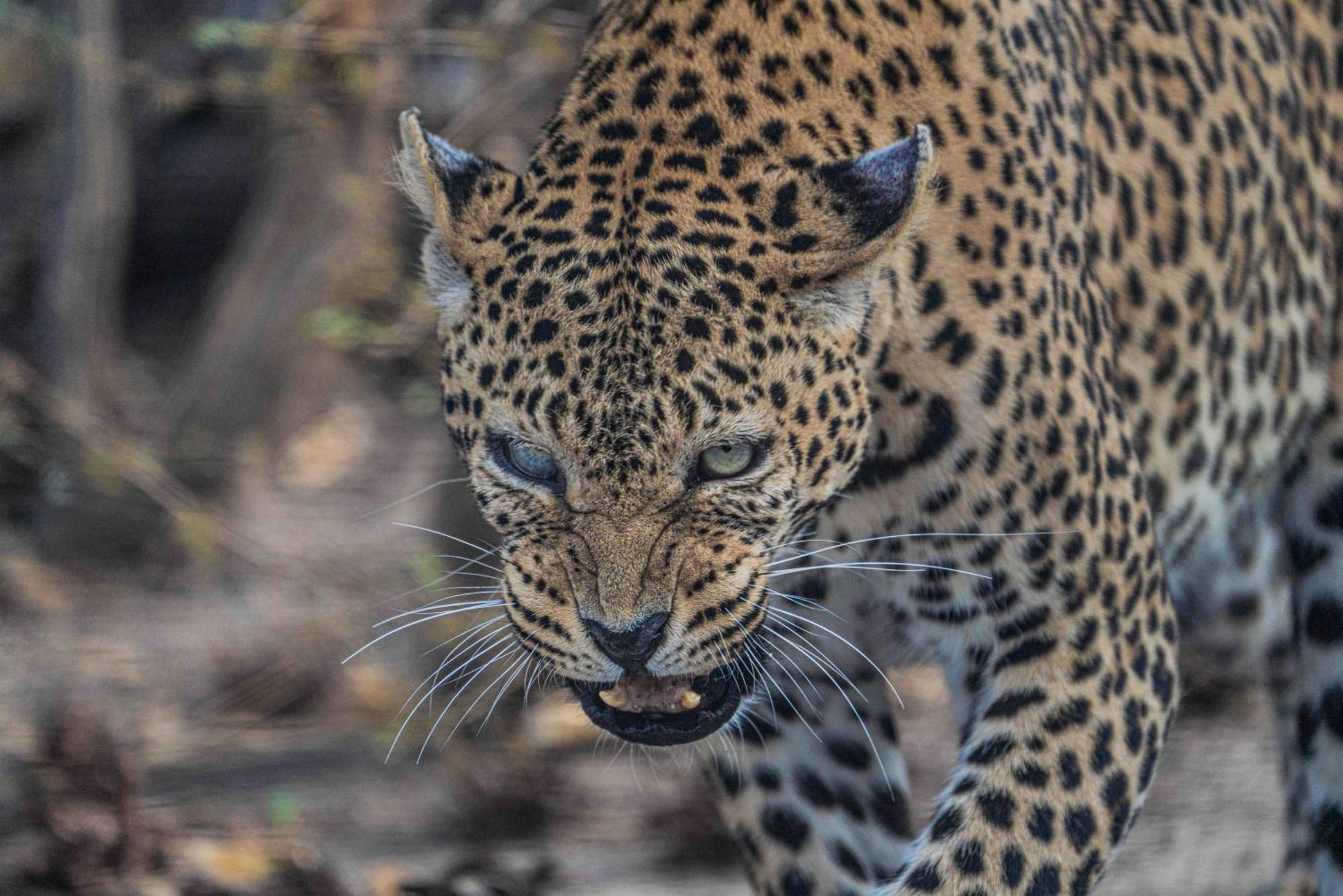 Grassland Safari Lodge Ghanzi Luaran gambar